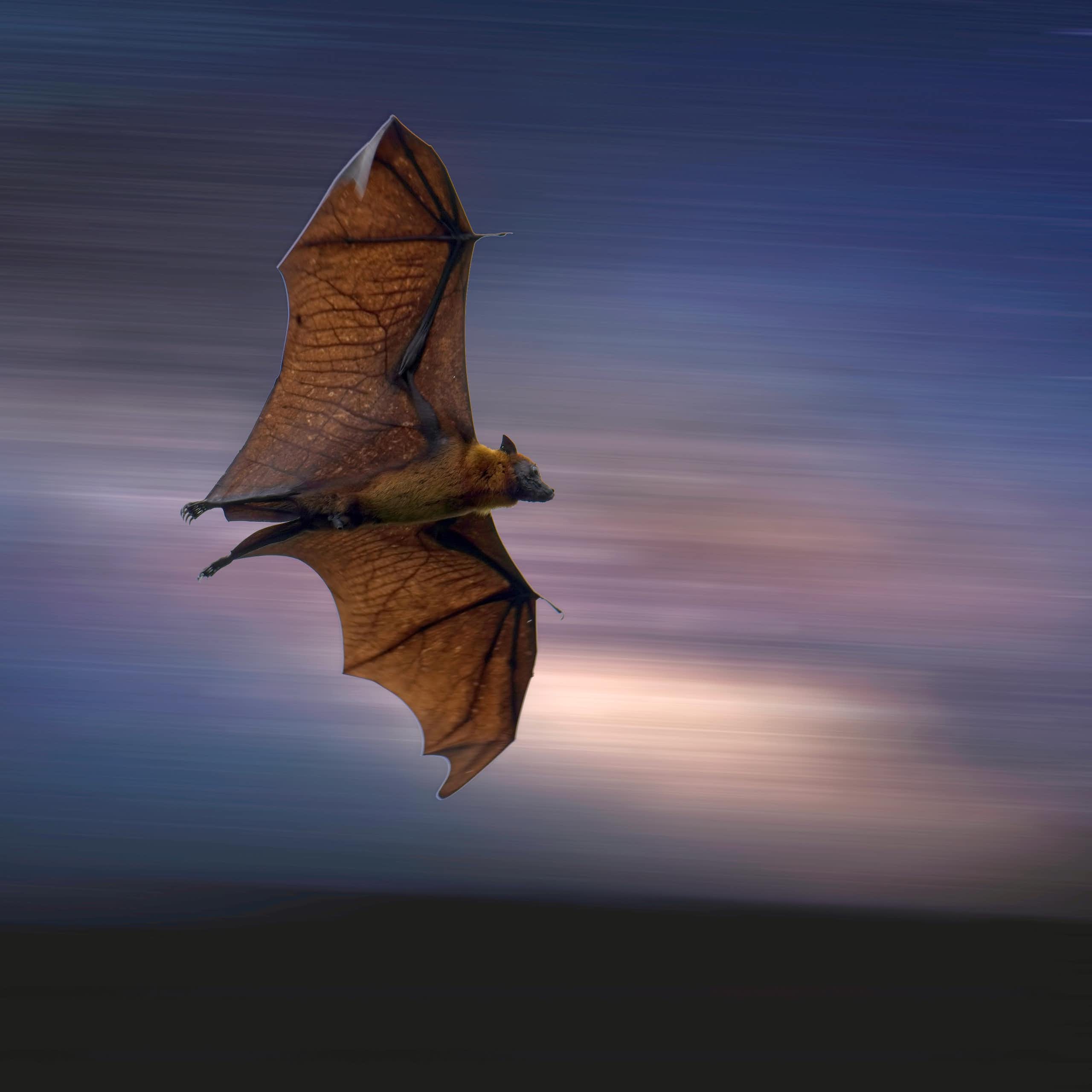 Chauve souris Pteropus volant