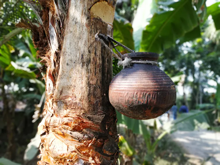 Récipient ouvert servant à récolter le jus de palme.