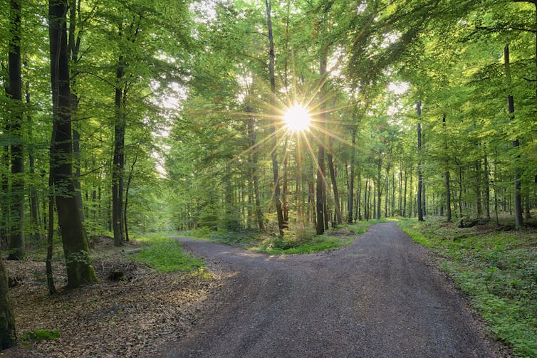 a road splits in the woods, sun shines through green leafy trees
