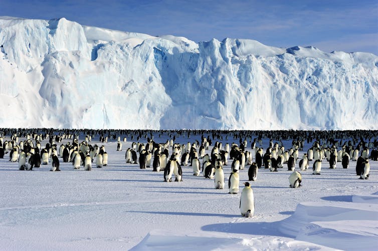 Emperor penguins need sea ice to breed. This image shows a colony with young chicks.