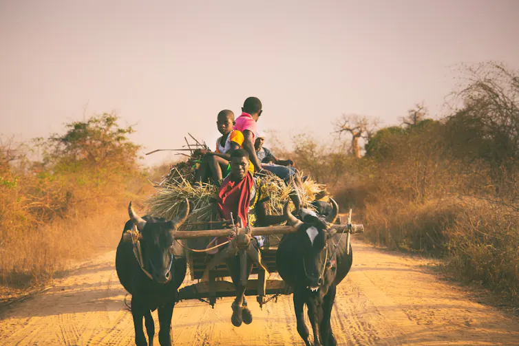 madagascar oxen cart rural residents