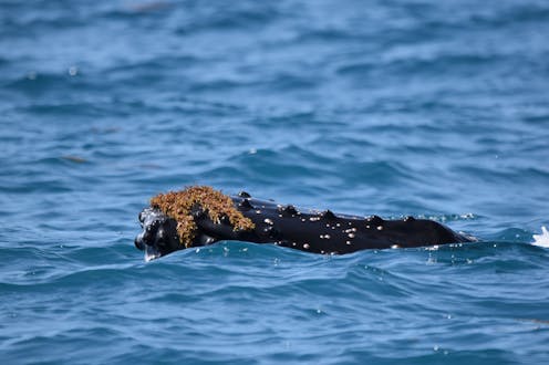 Playful whales can use seaweed as a hat – or exfoliant. This "kelping" behaviour is more common than we realised