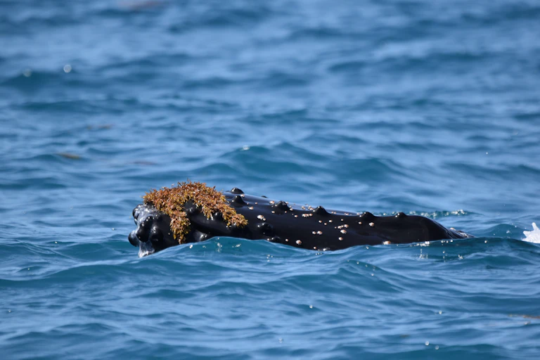 whale playing with kelp