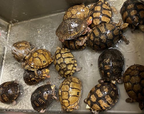 There's a thriving global market in turtles, and much of that trade is illegal