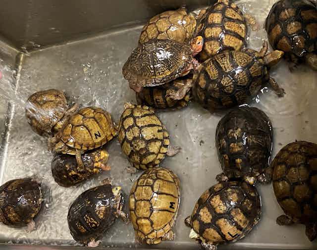 About 16 brown-shelled turtles in a metal sink with water running on them