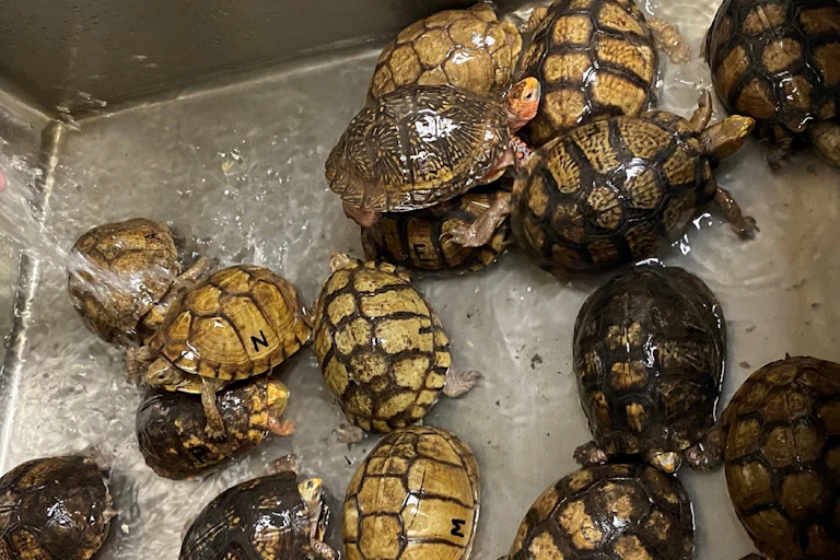 About 16 brown-shelled turtles in a metal sink with water running on them