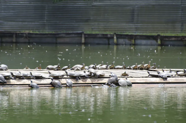 Turtles sun themselves on a raised bar across an enclosed pond.