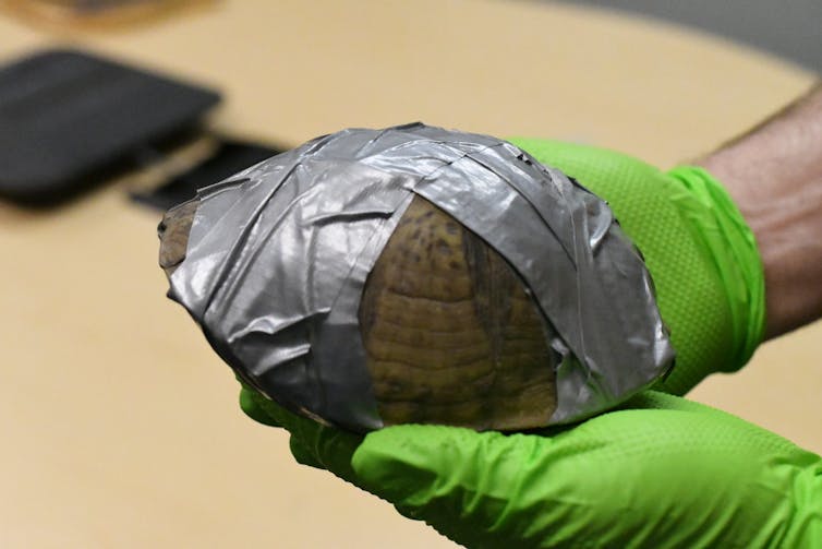 A turtle roughly 10 inches in diameter, wrapped in duct tape.