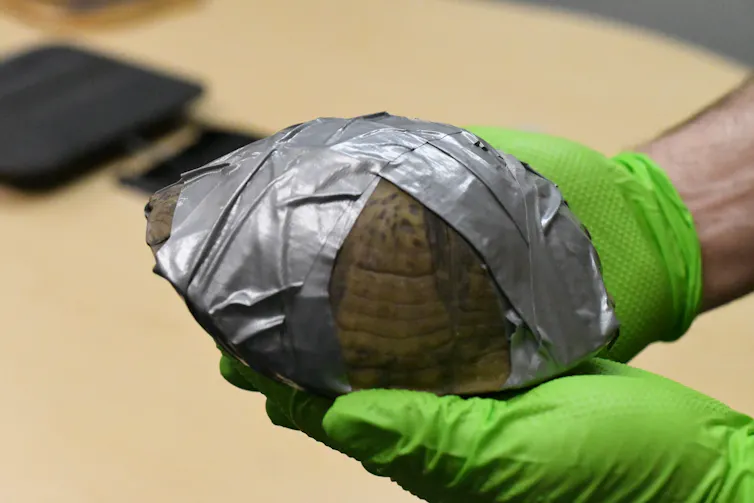 A turtle roughly 10 inches in diameter, wrapped in duct tape.