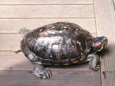 A small terrapin with a red streak on the side of its head.