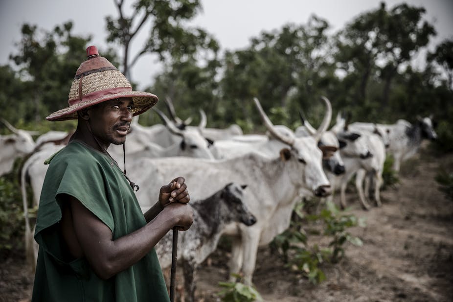 Man holds a staff in front of a herd of cattle
