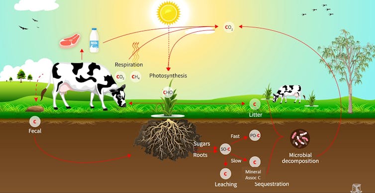 Graphic illustrating how carbon cycles through agricultural systems