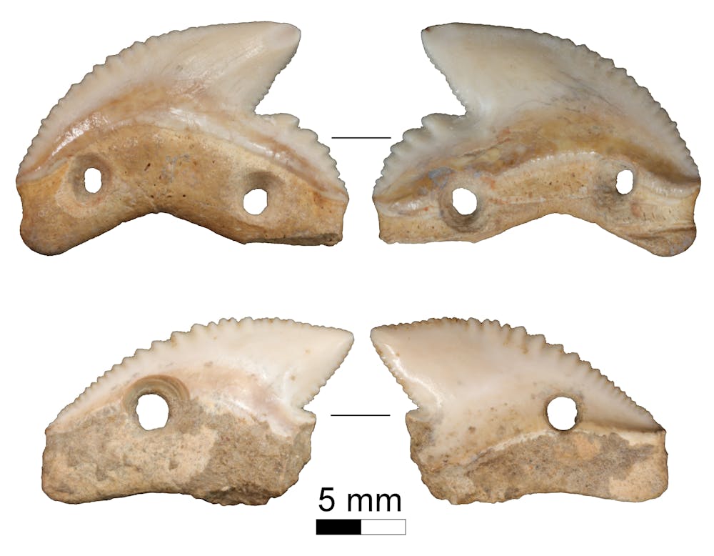 hammerhead shark teeth