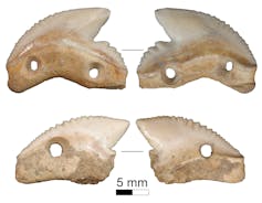Photos of two bone shards with a serrated edge and holes along the bottom