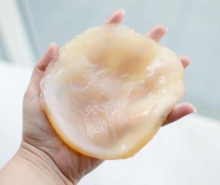 A hand holding a gelatinous cream coloured substance shaped like a circle