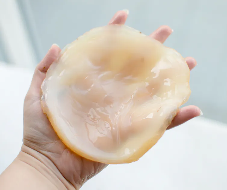 A hand holding a gelatinous cream coloured substance shaped like a circle
