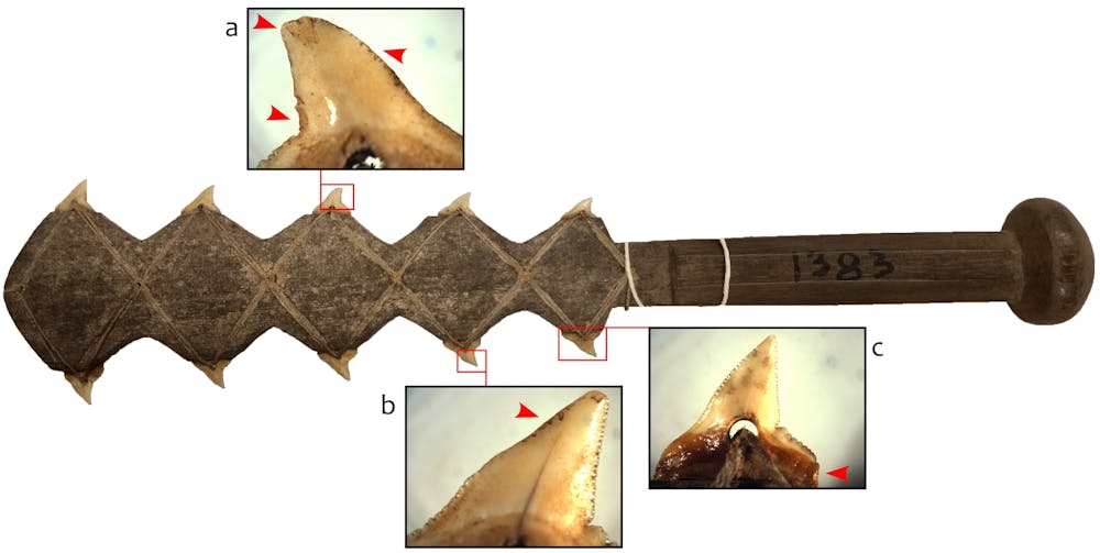 Shark Knife with fossil shark teeth cast handles black liner – Berg  Knifemaking