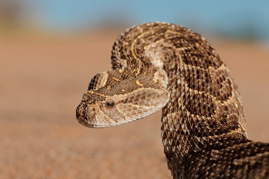 A dark brown snake banded with yellow and lighter patches of brown
