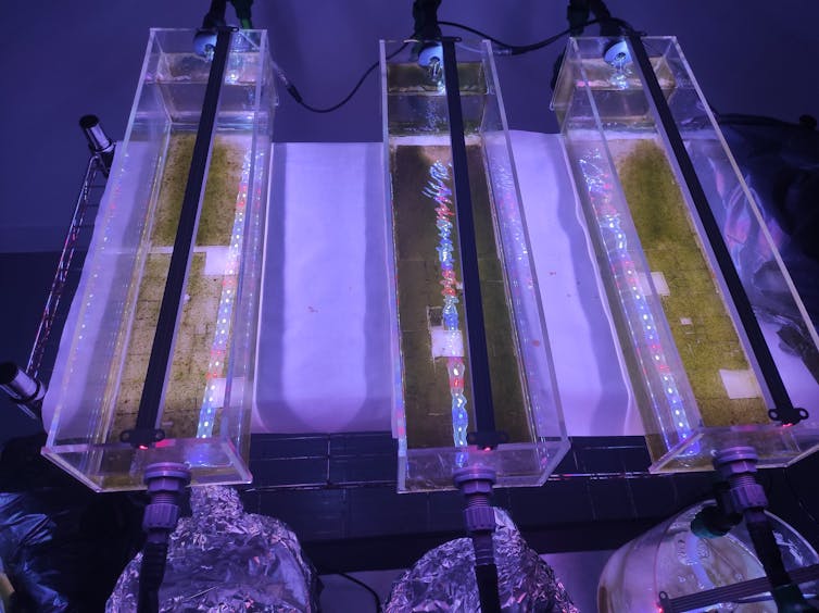 Tanques de agua bajo luz ultravioleta con material orgánico de color verde.