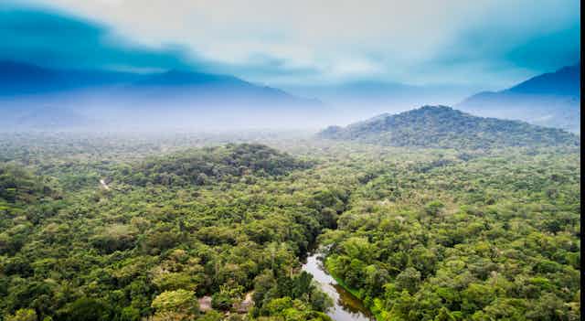 aerial view of rainforest