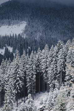 sea of snowy pine trees on mountainous terrain