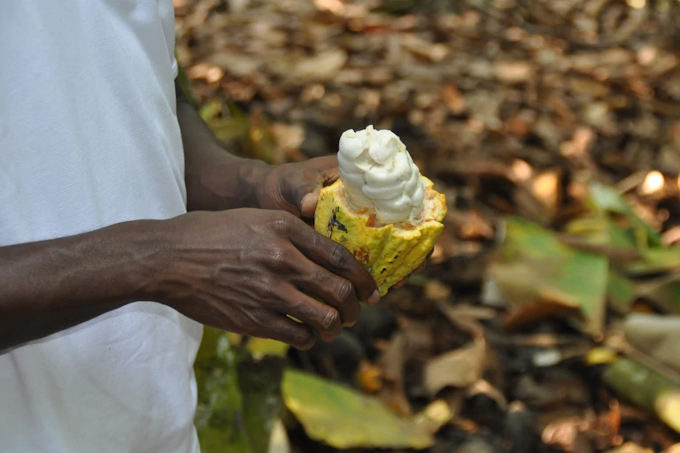 Hands holding a cocoa pod