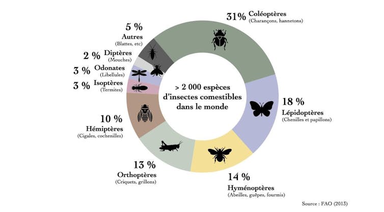 Les avantages de manger des insectes sur la santé