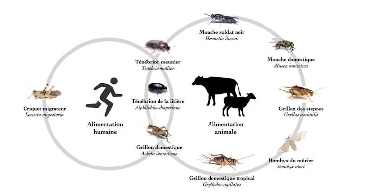 Les insectes comestibles, option riche en protéines et économique.