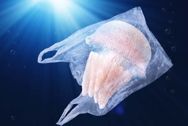 Uma água-viva do tipo medusa presa numa sacola plástica