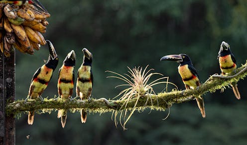 Tropical climates are the most biodiverse on Earth − but it's not only because of how warm and wet they are