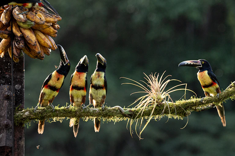 Group of colorful birds sitting on a branch in Costa Rica