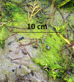 Photo de l’escargot aquatique Galba truncatula