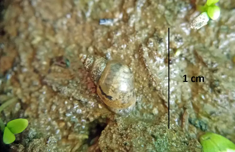 Photo de l’escargot aquatique Galba truncatula
