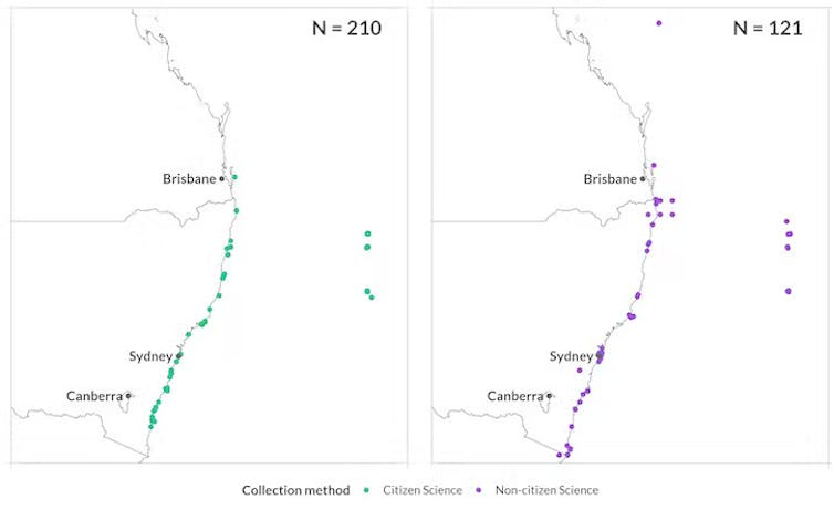 figure showing citizen science observations of black rockcod