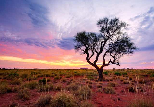 A lone tree standing in a red bushland on the backdrop of a pastel sunset
