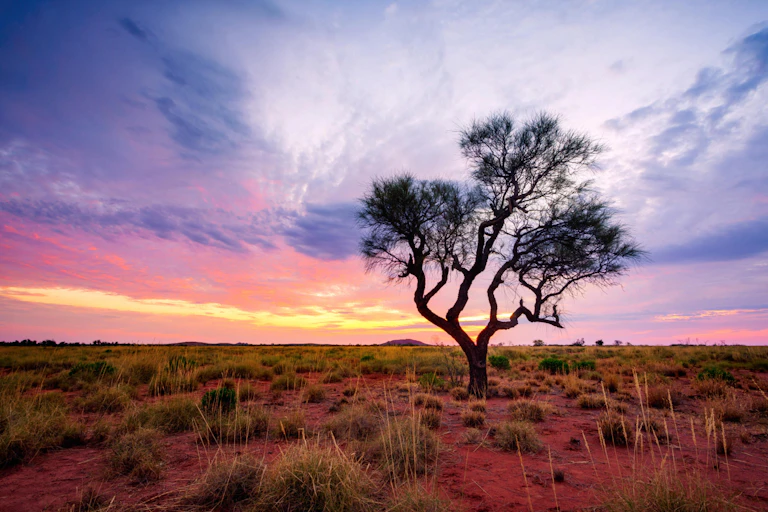 A lone tree standing in a red bushland on the backdrop of a pastel sunset