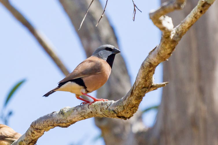 A brown and grey bird with a black chest on a gum branch