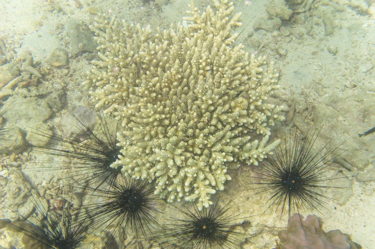 A beige sand patch with a colourless coral in the centre