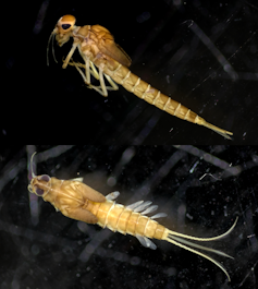 mayfly nymphs
