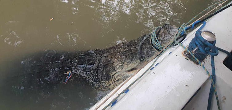 A large saltwater crocodile tied to a boat with rope