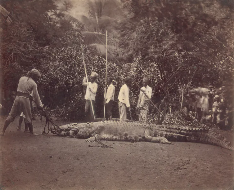 a group of people standing next to the body of large saltwater crocodile in the 19th century in Java