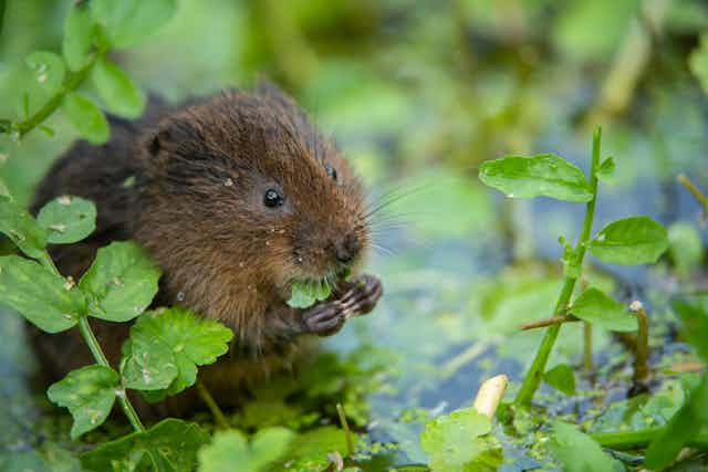 A small rodent eating the leaves of a plant growing in a pond.