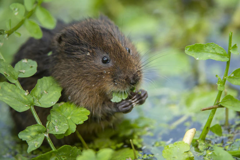 A small rodent eating the leaves of a plant growing in a pond.