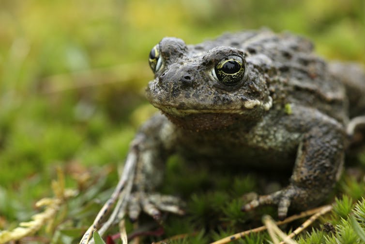 A toad.