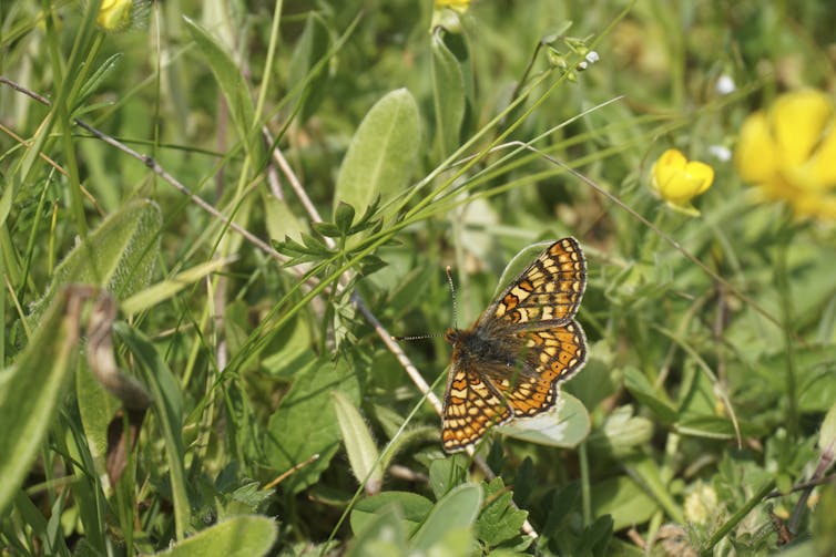 An orange and brown patterned butterfly among wildflowers.