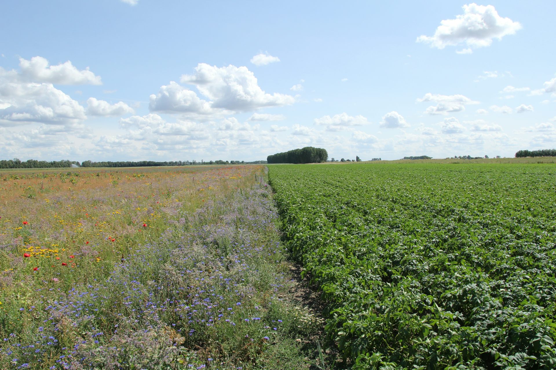 A farm field margin covered in wildflowers.