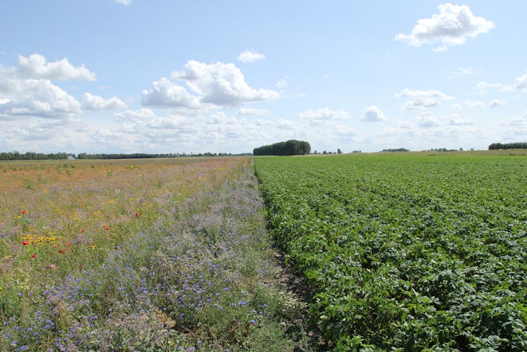 A farm field margin covered in wildflowers.