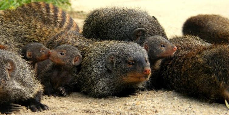 Stressed Out Mongooses Can T Cope With Baby Booms Stressed Out Mongooses Can T Cope With Baby Booms