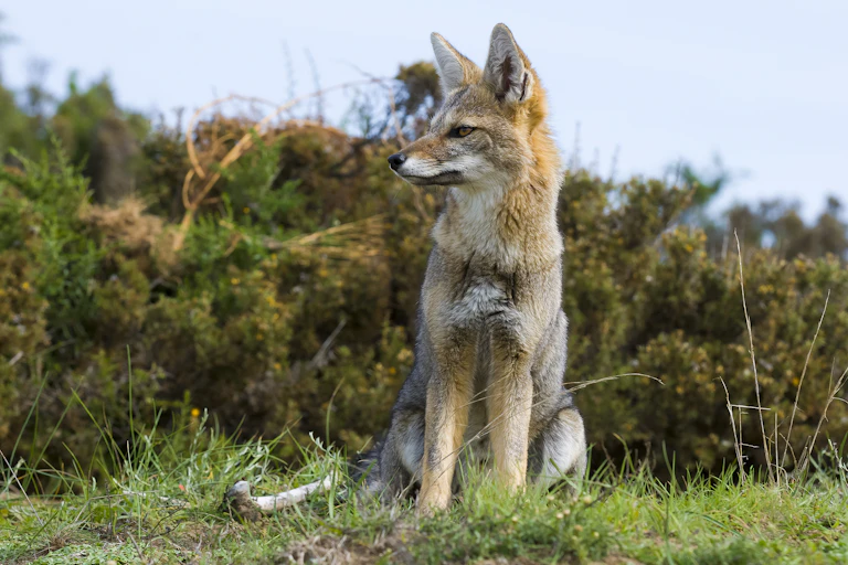 Profile of fox