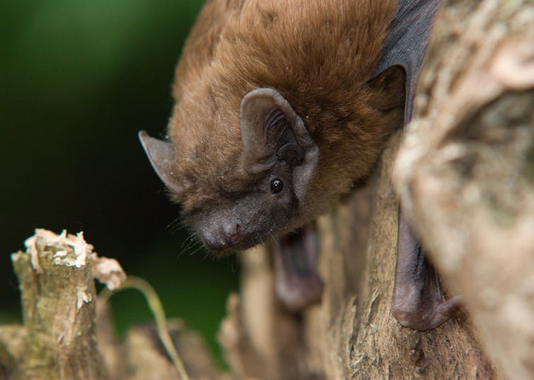 The common noctule bat.